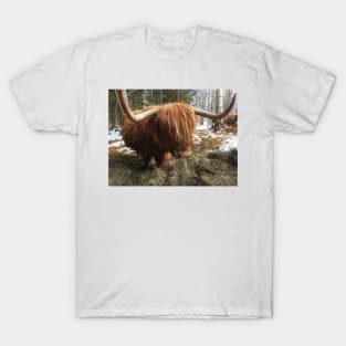 Scottish Highland Cattle Cow 1968 T-Shirt